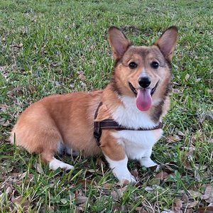 Meet your Posher, Young